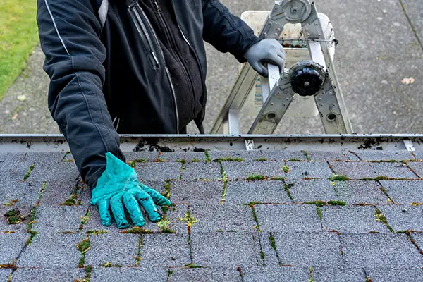 Roofer inspecting moldy roof